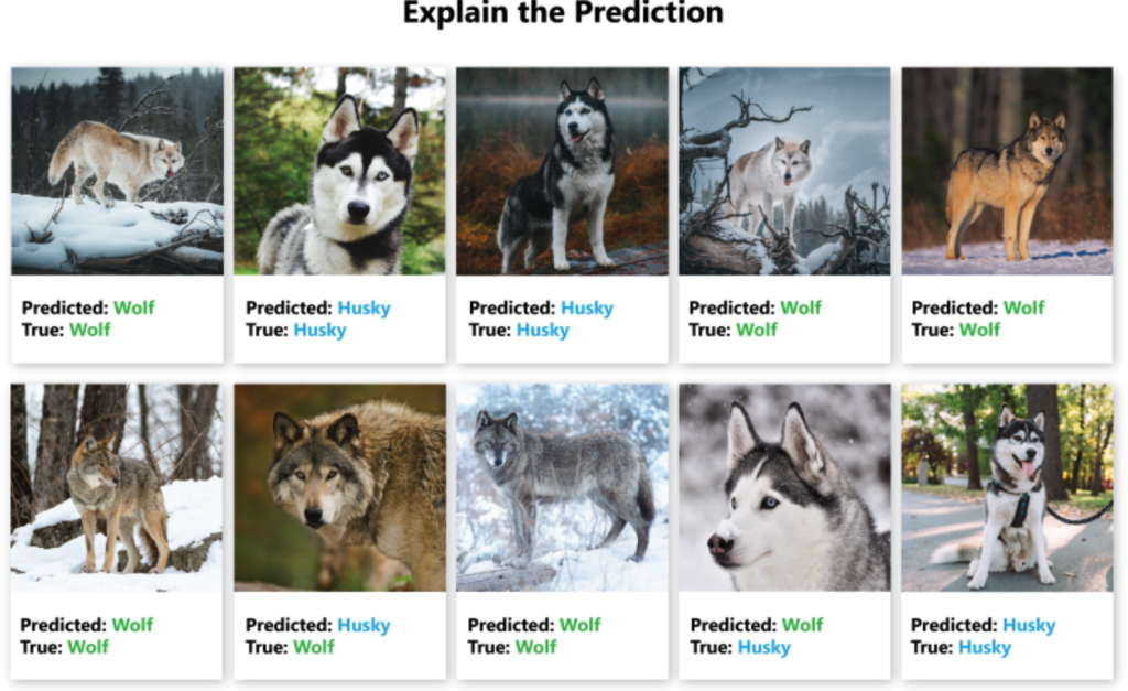 Wilki vs. husky